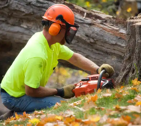 tree services Ridgeville Corners